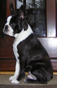 Bobo1